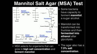 Microbiology Mannitol Salt Agar MSA [upl. by Jenkel]