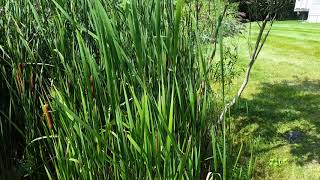 Controlling Invasive Aquatic Weeds Phragmites and Cattails [upl. by Adlee]