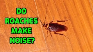 Do Roaches Make Noise [upl. by Bhayani47]