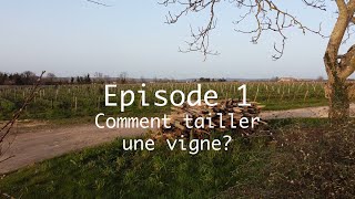 Taille de la vigne  technique en double guyot  Viticulture en biodynamie [upl. by Neerhtak]