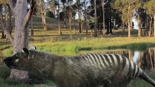 Tasmanian tiger remains discovered in northern Tasmania thylacine [upl. by Else357]