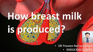 The breast and physiology of lactation [upl. by Ellatsyrc444]