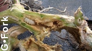 Squash Vine Borer Control amp Treatment 3  GardenFork [upl. by Rollo]