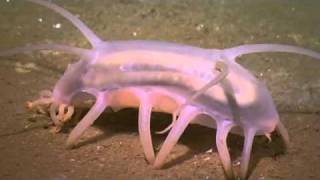 Scotoplanes  Sea Pig  Sea Cucumber [upl. by Yaeger]