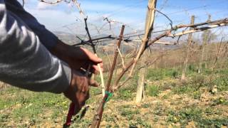 Vine Pruning  Guyot Trellis [upl. by Lillis]