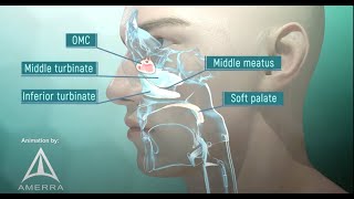 Facts about the Human Nose for Kids [upl. by Magdalene]