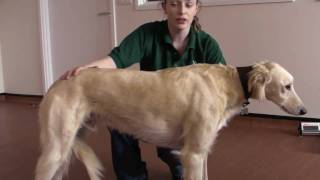 Animal health and husbandry dog health check [upl. by Anayia]