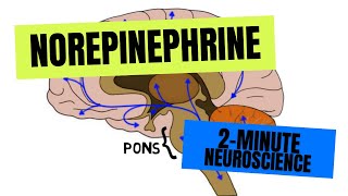 2Minute Neuroscience Norepinephrine [upl. by Ocana]