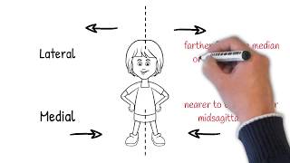 Anatomical directional terminology [upl. by Rennerb]