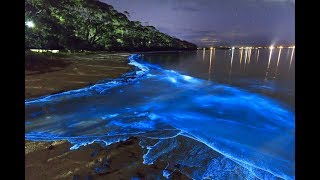 A GlowInTheDark Beach In The Maldives [upl. by Chuch793]