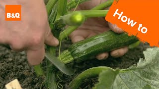 How to grow amp harvest courgettes [upl. by Bubalo]