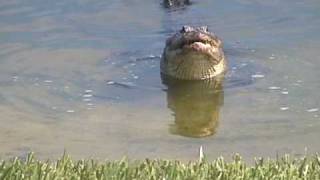 Alligator Eats Fish Eating Fish [upl. by Zeiger987]