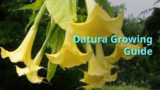 Datura Growing Guide [upl. by Nyladgam]