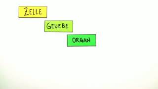 Zelle Gewebe Organe  Biologie  Zoologie [upl. by Atsugua]