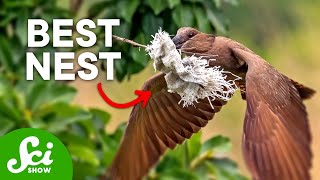 7 Insane Bird Nests that Will Change How You Think About Birds [upl. by Ul]