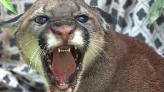 Man tames injured Mountain Lion in minutes [upl. by Cunningham]