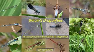 An Introduction to Britains Dragonflies by Dave Smallshire [upl. by Harry761]