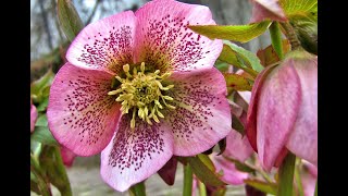 Plant Review Lenten Rose Helleborus hybrids [upl. by Rehtul]