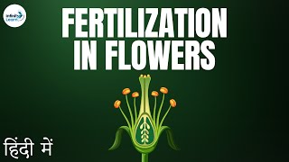 Fertilization in Flowers  in Hindi हिंदी में [upl. by Zischke]