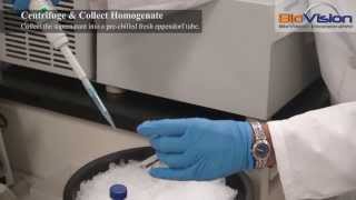 Tissue Homogenization Video  Biovision Inc [upl. by Modern]