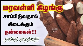 மரவள்ளிக் கிழங்கு மருத்துவ பயன்கள்  Maravalli kilangu Benefits in Tamil  cassava  Eating Tapioca [upl. by Cyndie]