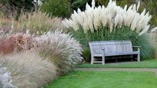 Ornamental grasses with types and varieties [upl. by Erbas]