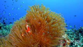 Clown Fish Swimming Around an Anemone [upl. by Adala]