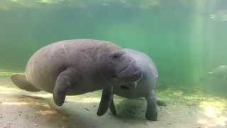 Meet the Manatees of Blue Spring [upl. by Marlette]