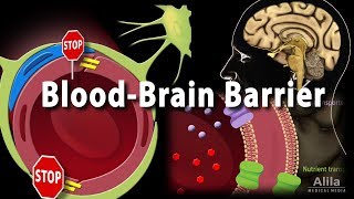 Blood Brain Barrier Animation [upl. by Ahsie387]