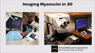 Confocal Microscopy Explained [upl. by Aihsenot]