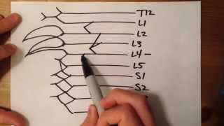 How to Draw the Lumbosacral Plexus [upl. by Nela]