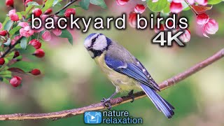 Backyard Birds 4K 2 Hour Ambient Nature Film with Real Bird Sounds  Washington State [upl. by Hesketh]