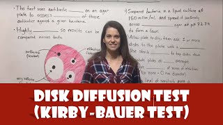 Disk Diffusion Test KirbyBauer Test [upl. by Kristof]