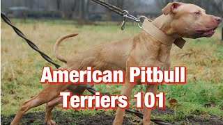 American Pitbull Terriers 101 [upl. by Naldo]