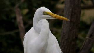 Eastern Great Egret Ardea alba modesta 4 [upl. by Olivann309]