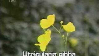 conespur bladderwort Utricularia gibba [upl. by Nazar]