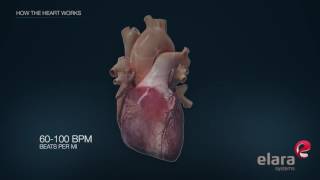 Heart in 3D Animation How the Heart Works [upl. by Morrison]