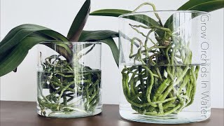 How To Grow Orchids In Full Water Culture And Semi Water Culture [upl. by Icart]