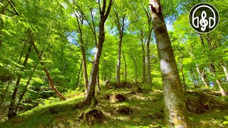 Spring mountain forest Relaxing birdsong for relaxation meditation and sleep [upl. by Amrita]