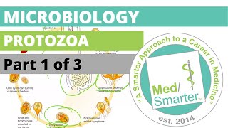 Protozoa  Microbiology  USMLE STEP 1  Part 1 of 3 [upl. by Leanard]