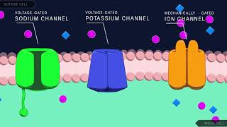 Action Potential in the Neuron [upl. by Yanal333]