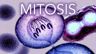 MITOSIS  MADE SUPER EASY  ANIMATION [upl. by Notlim]