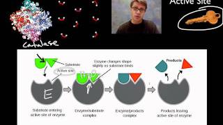 Enzymes [upl. by Adnam432]