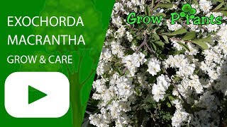 Exochorda macrantha  grow amp care Pearl bush [upl. by Waddle]