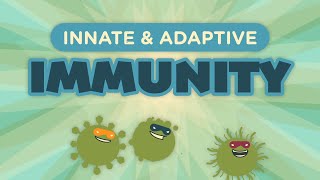 Innate amp Adaptive Immunity [upl. by Asum268]