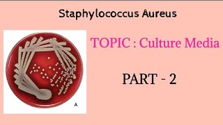 Staphylococcus aureus  Culture media  Part 2  Microbiology bdslectures [upl. by Huxley429]