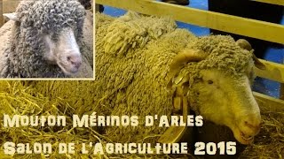 Mouton Mérinos dArles  Ovis aries  Linnaeus 1758  Salon de lAgriculture 2015  032015 [upl. by Connor683]