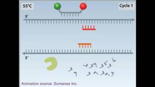 rtPCR animation [upl. by Strander]