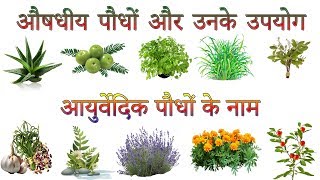 औषधीय पौधों और उनके उपयोग  Ayurvedic Plants Information In Hindi  आयुर्वेदिक पौधों के नाम [upl. by Joiner]