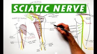 Sciatic Nerve  Anatomy Tutorial [upl. by Constancia519]